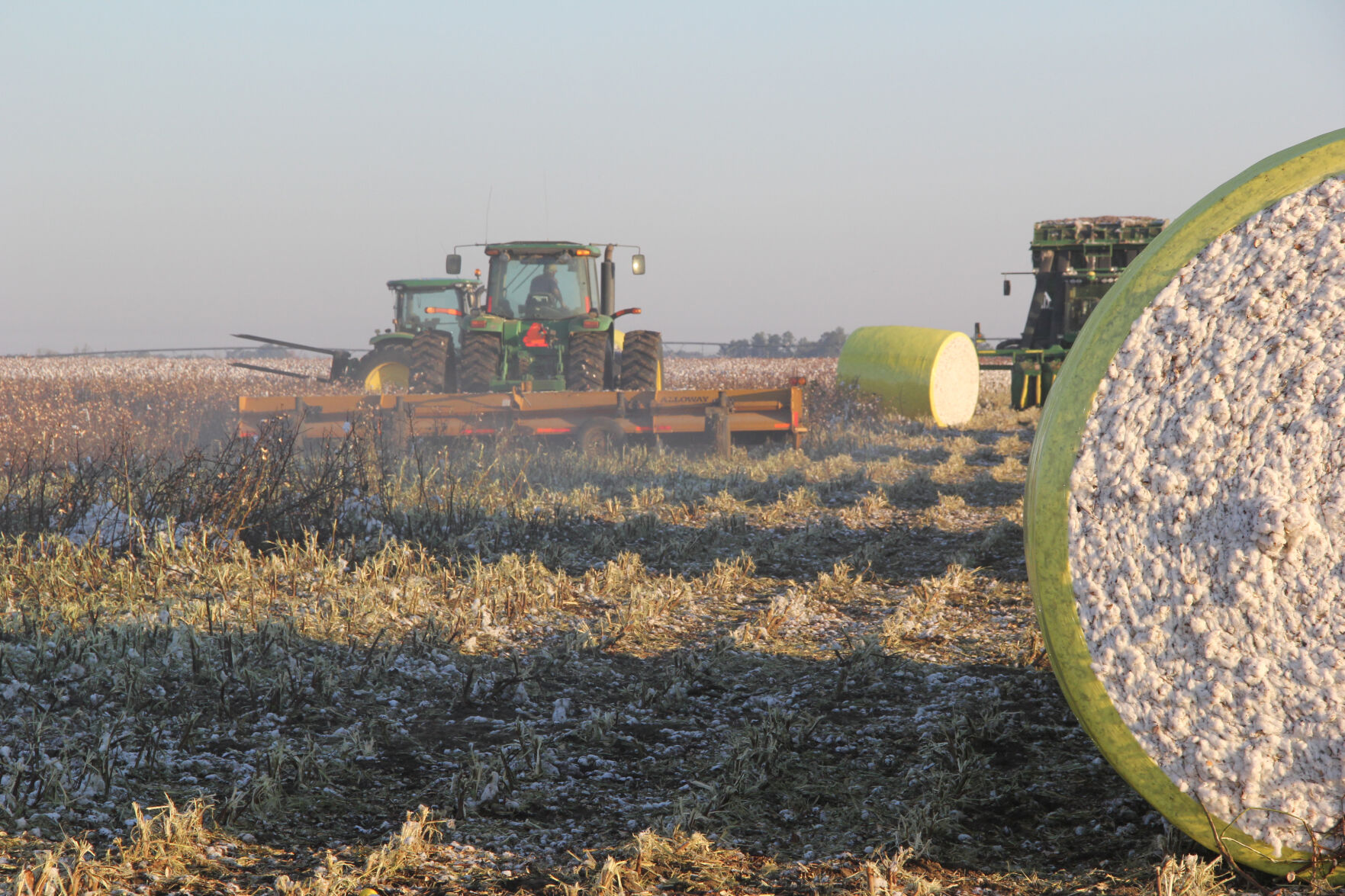 Feng Cotton Harvest.jpg